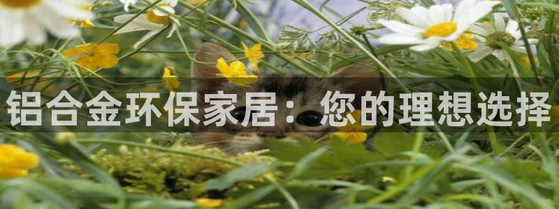 杏耀平台在哪里：铝合金环保家居：您的理想选择
